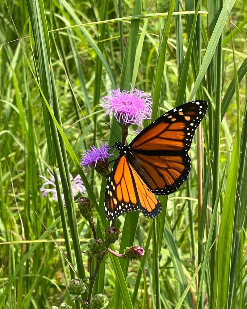 Sunny Meadow Patches Protect Butterfly Habitat