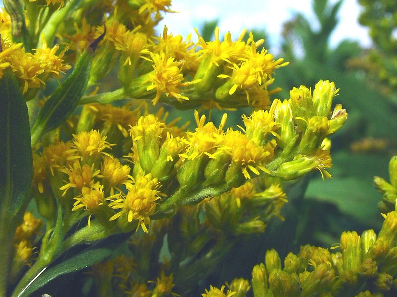 Sunny Open Spaces Suit This Widespread Pennsylvania Native
