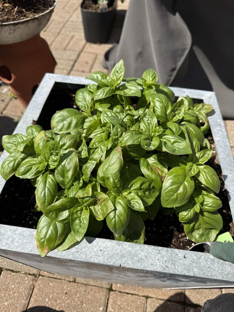 Sunny Patios Turning Into Basil Ovens