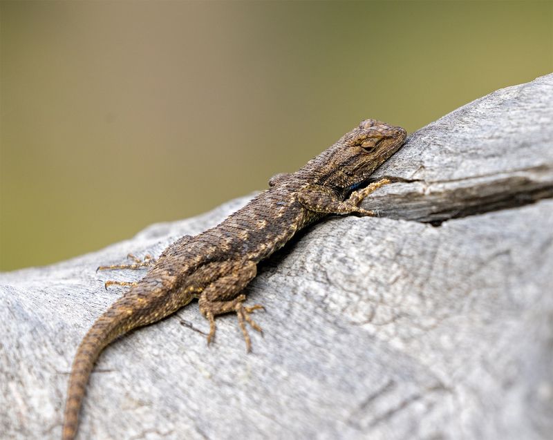 Sunny Rocks Give Lizards A Perfect Basking Spot
