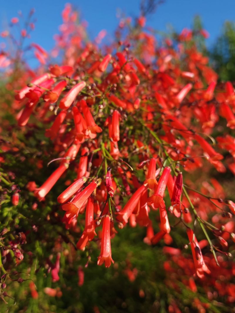 Sunny Spots Help Keep The Flowers Coming