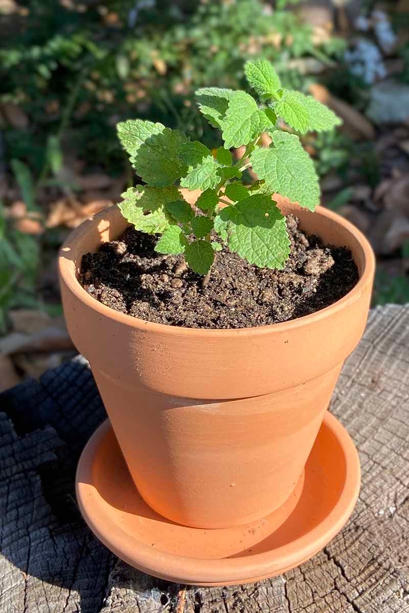 Sunny Spots Help Lemon Balm Grow Well Sunny Spots Help Lemon Balm Grow Well