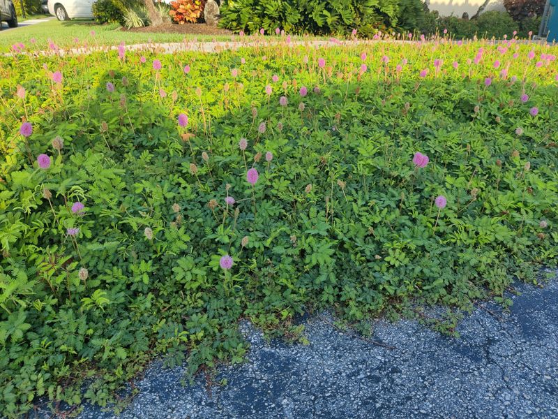 Sunshine Mimosa Spreads Before Weeds Take Over Sunshine Mimosa Spreads Before Weeds Take Over