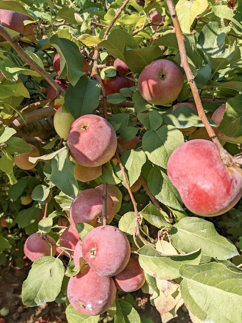 Sunshine Valley Farm 