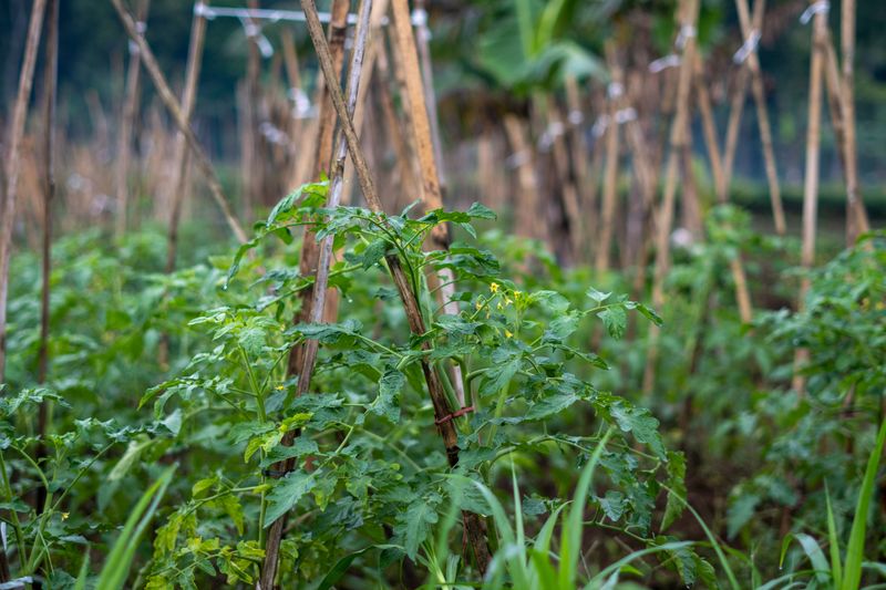 Support Heavy Branches With Stakes Or Cages Support Heavy Branches With Stakes Or Cages