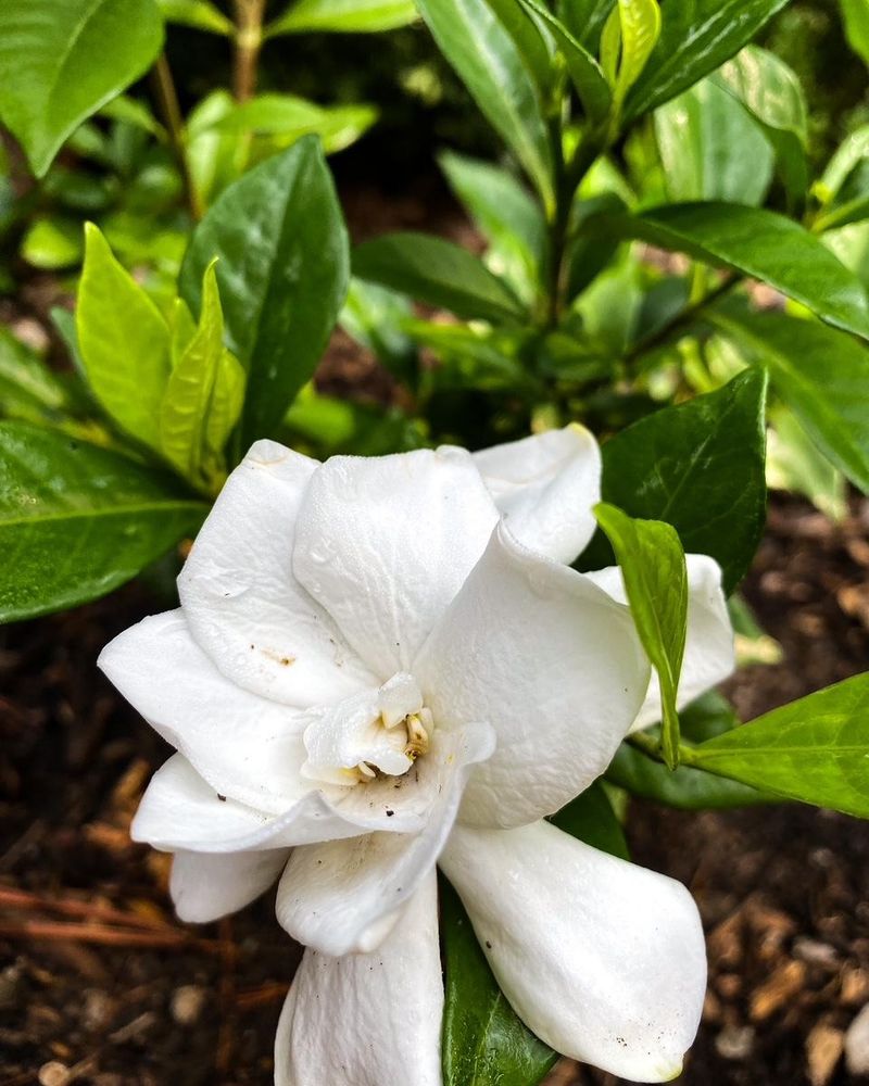 Support New Growth With Consistent, Even Watering