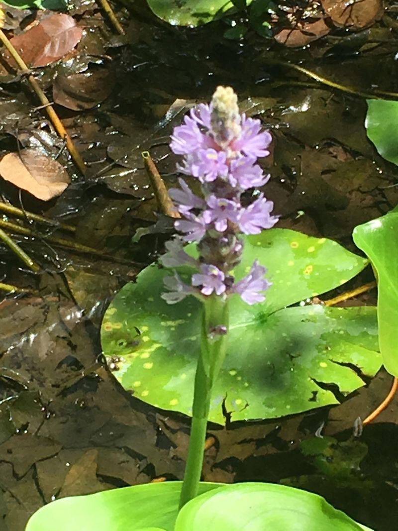 Support Nymph Habitat Below The Surface Support Nymph Habitat Below The Surface