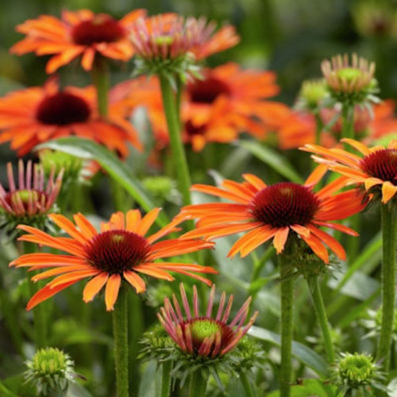 Support Pollinators Without Overreacting to Pests Support Pollinators Without Overreacting to Pests