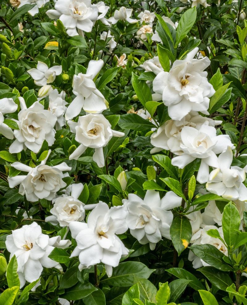Support Strong Flower Bud Development