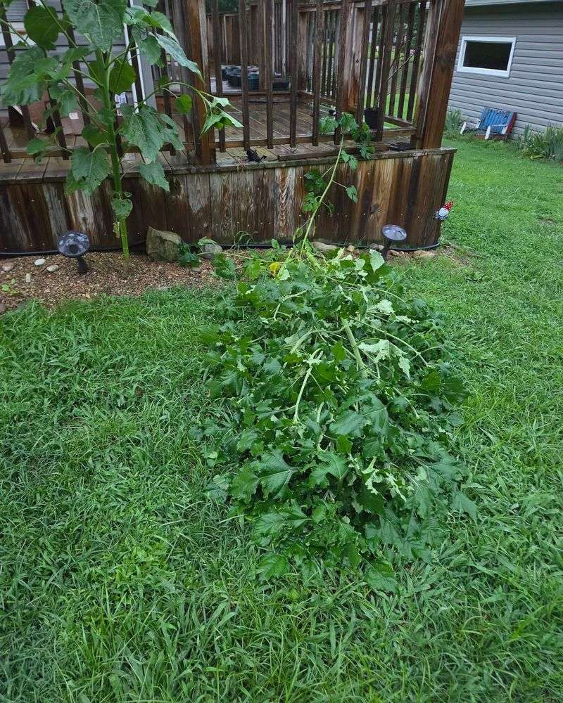 Support Tall Sunflowers Before The Storm Support Tall Sunflowers Before The Storm