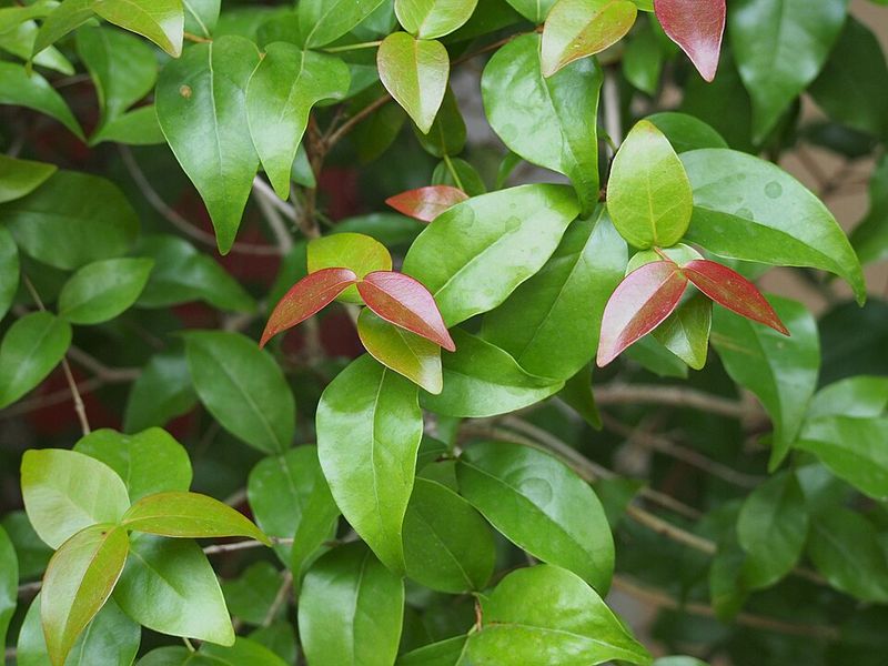 Surinam Cherry Is Coming Out Of Hammocks And Park Edges Surinam Cherry Is Coming Out Of Hammocks And Park Edges