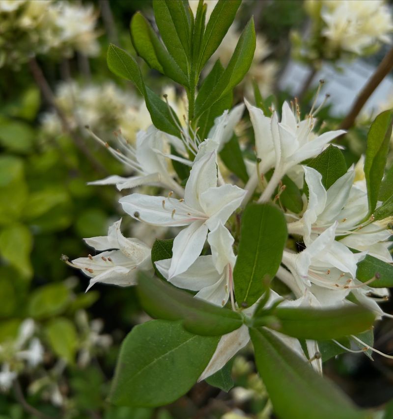 Swamp Azalea Is Built For Soggy Garden Spots Swamp Azalea Is Built For Soggy Garden Spots