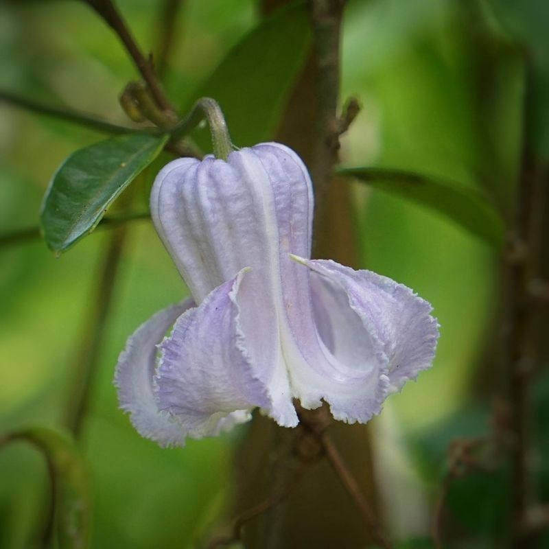 Swamp Leatherflower Hangs Lavender Bells From Compact Supports Swamp Leatherflower Hangs Lavender Bells From Compact Supports