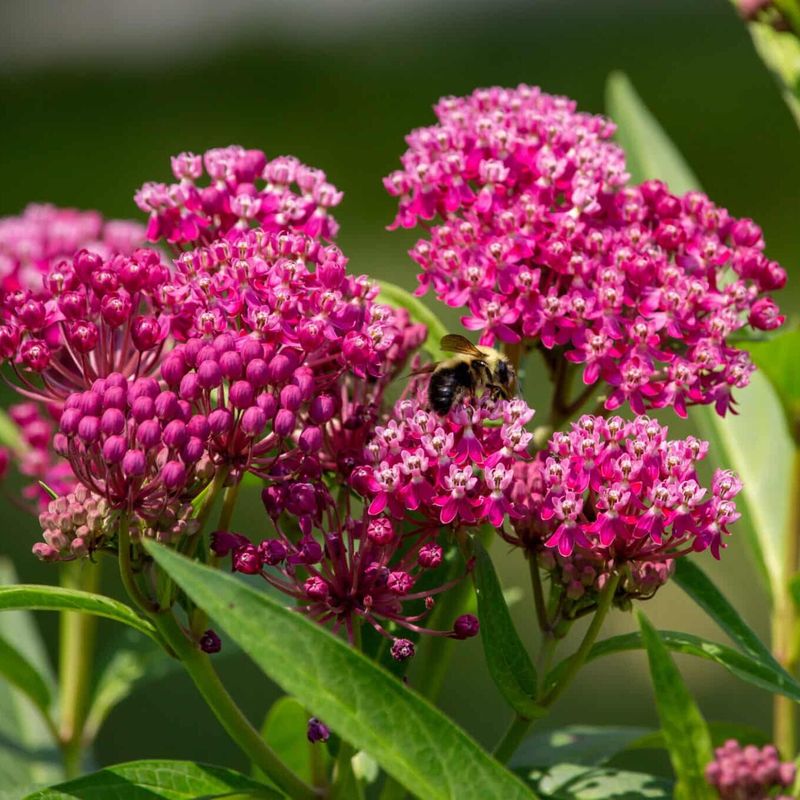 Swamp Milkweed Swamp Milkweed
