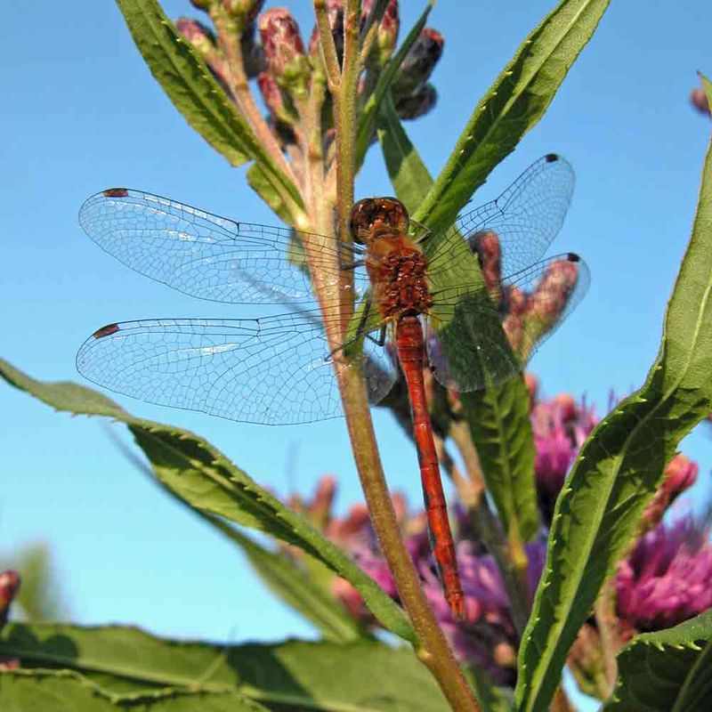 Swamp Milkweed Attracts Hunting Dragonflies Swamp Milkweed Attracts Hunting Dragonflies