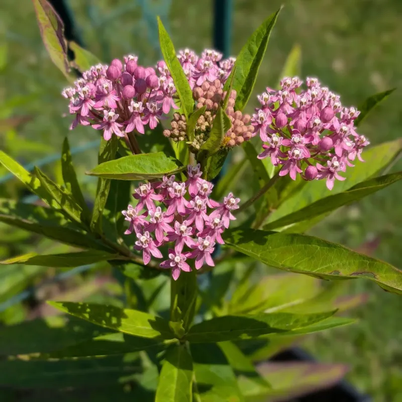 Swamp Milkweed Favors Consistently Damp Soil