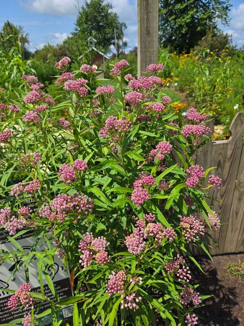 Swamp Milkweed Fits The Right North Carolina Yard Swamp Milkweed Fits The Right North Carolina Yard