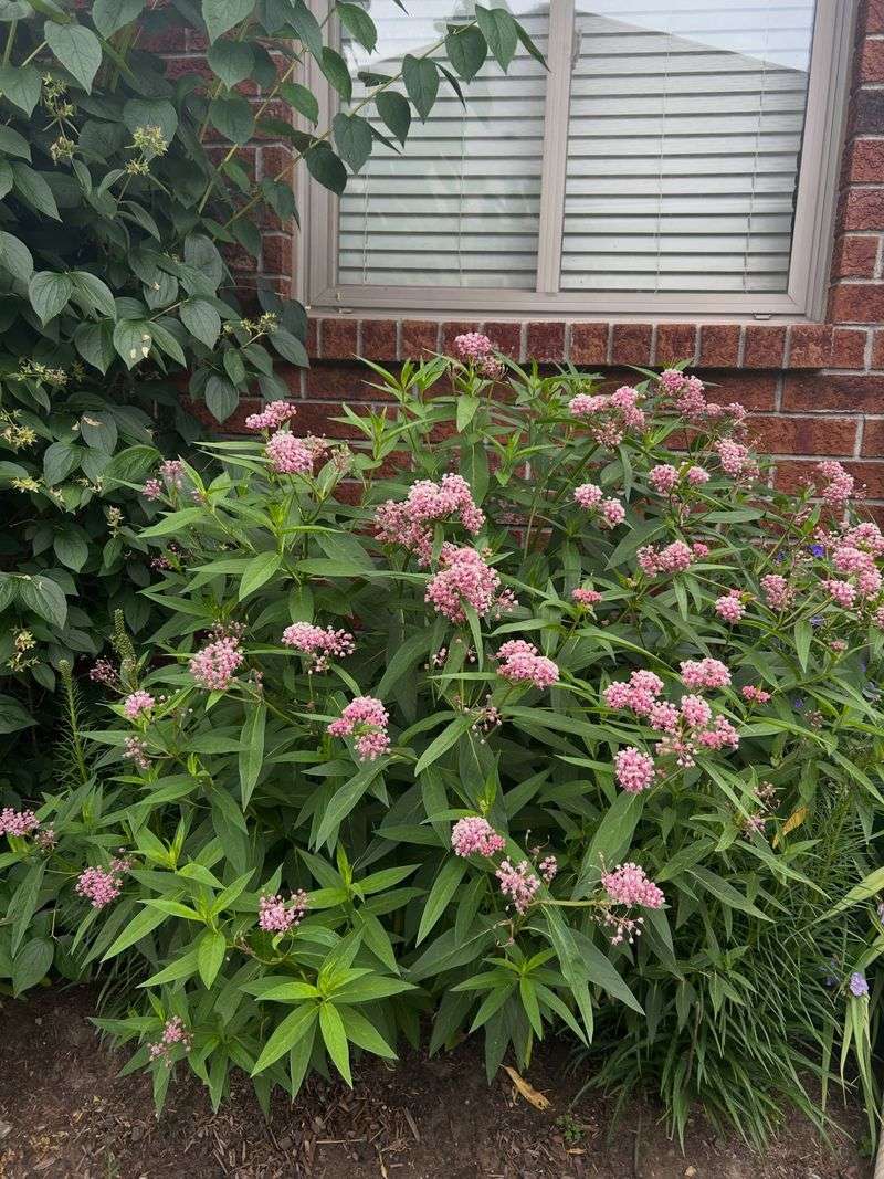 Swamp Milkweed Is Easier To Fit Into Garden Beds Swamp Milkweed Is Easier To Fit Into Garden Beds