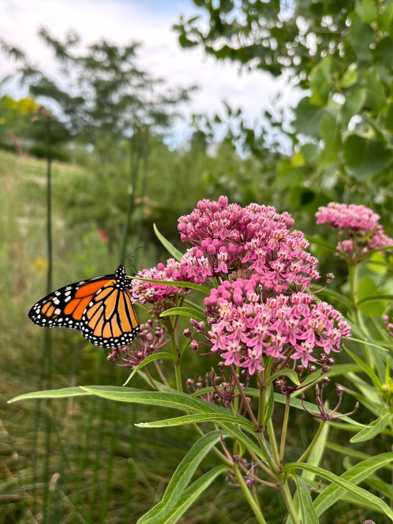 Swamp Milkweed Is Made For Moist Ground Swamp Milkweed Is Made For Moist Ground