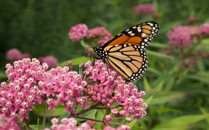Swamp Milkweed Is a Conditional Best Fit Swamp Milkweed Is a Conditional Best Fit