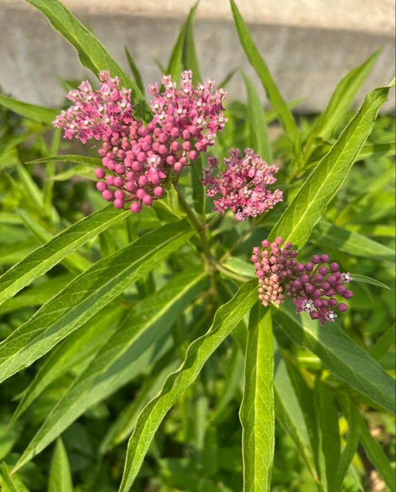 Swamp Milkweed Loves Moist Ground Swamp Milkweed Loves Moist Ground