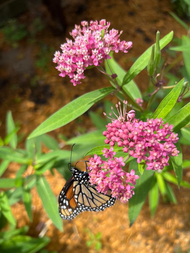 Swamp Milkweed Serves Moist Beds Swamp Milkweed Serves Moist Beds