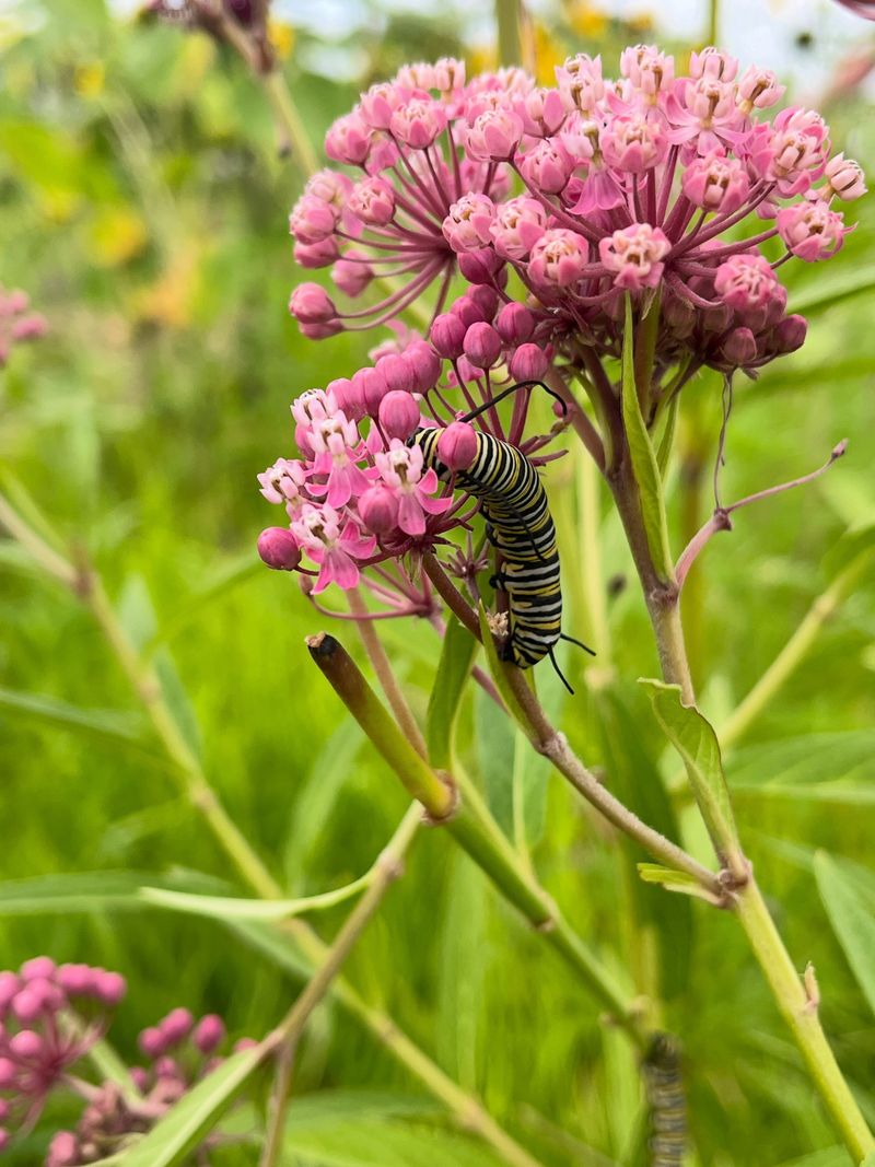 Swamp Milkweed