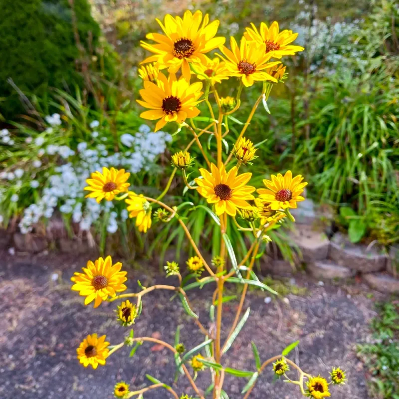 Swamp Sunflower Fills The Garden With Bright Fall Blooms