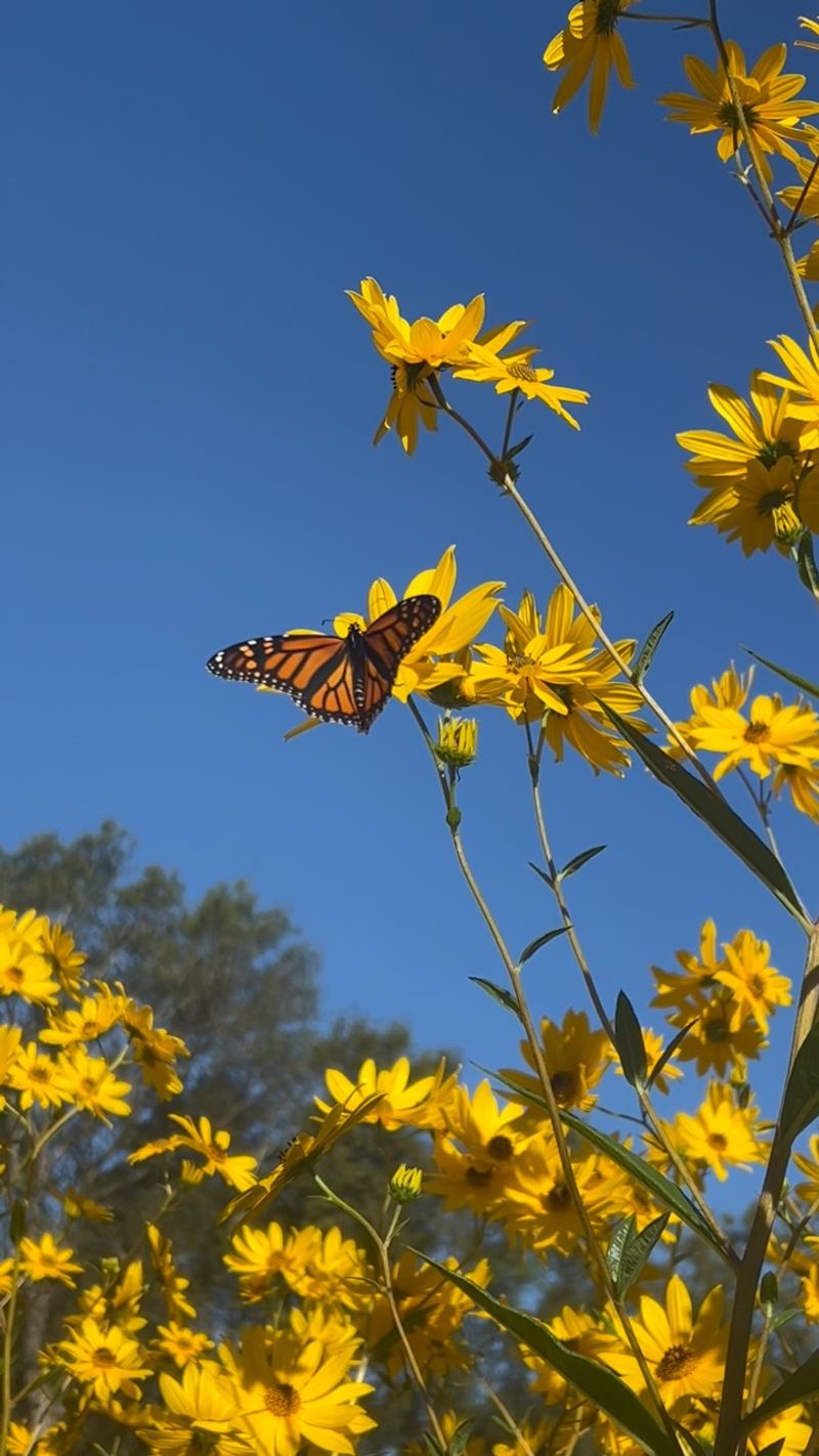 Swamp Sunflower 