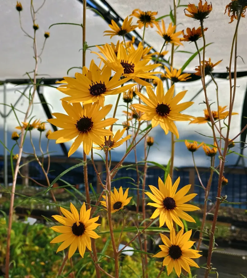 Swamp Sunflower