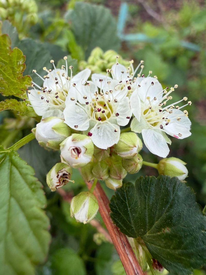 Swap Japanese Barberry For Common Ninebark Swap Japanese Barberry For Common Ninebark