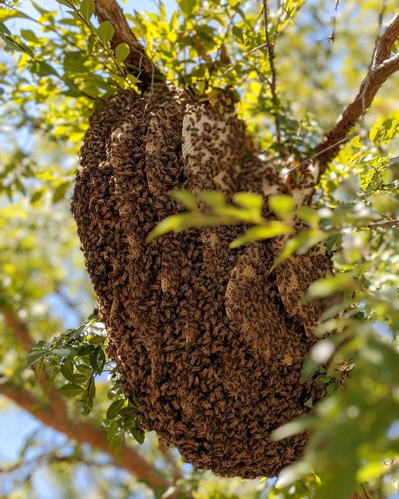 Swarms Can Look Scarier Than They Are Swarms Can Look Scarier Than They Are