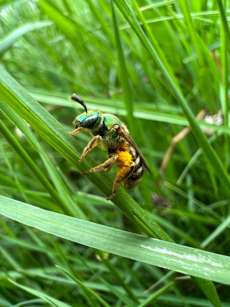 Sweat Bees
