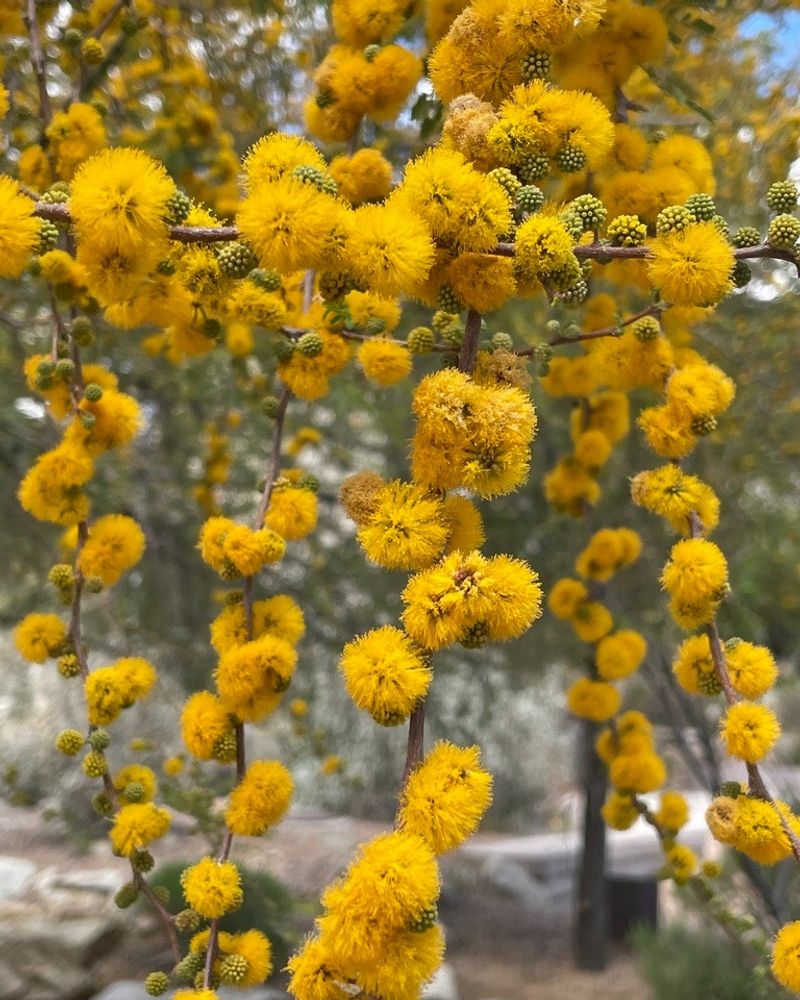 Sweet Acacia Fills The Air With Fragrant Flowers