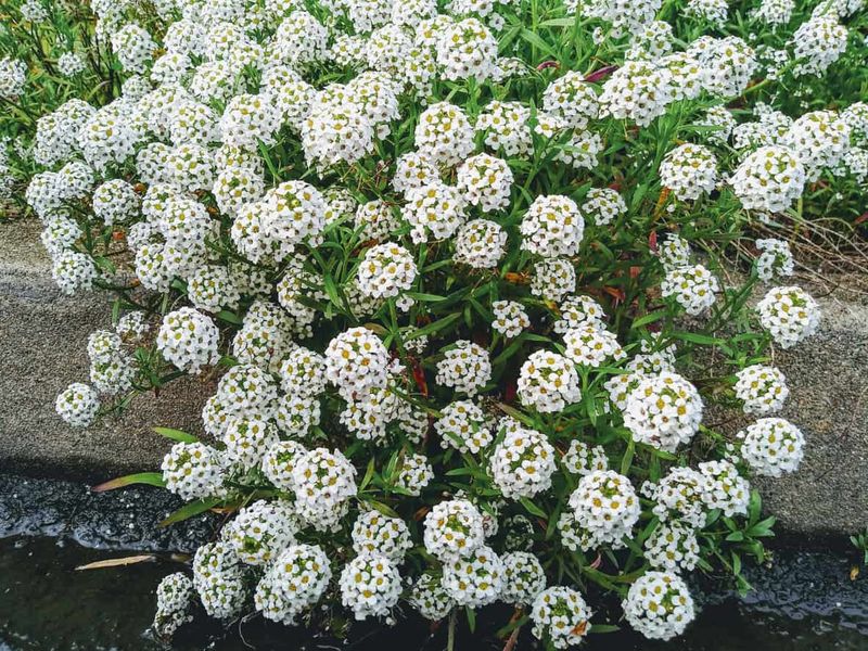 Sweet Alyssum Builds A Nectar Lane Beside The Lawn Sweet Alyssum Builds A Nectar Lane Beside The Lawn