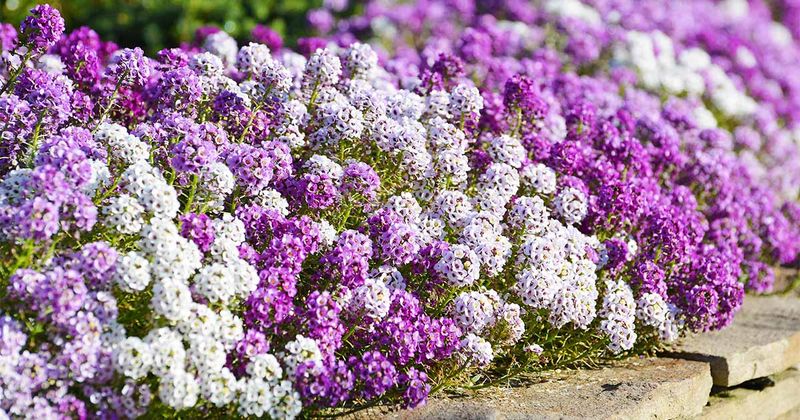Sweet Alyssum Leaves Tiny Seeds Along Bed Edges