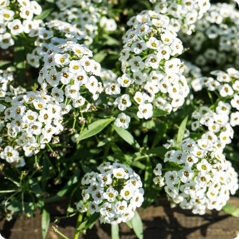 Sweet Alyssum Sweet Alyssum