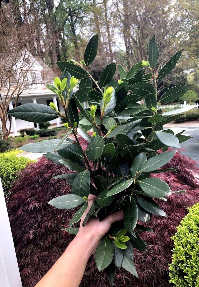 Sweet Bay Laurel Sweet Bay Laurel