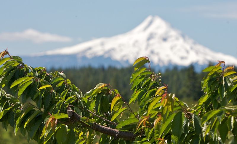 Sweet Cherry Trees Benefit From Dry-Weather Pruning