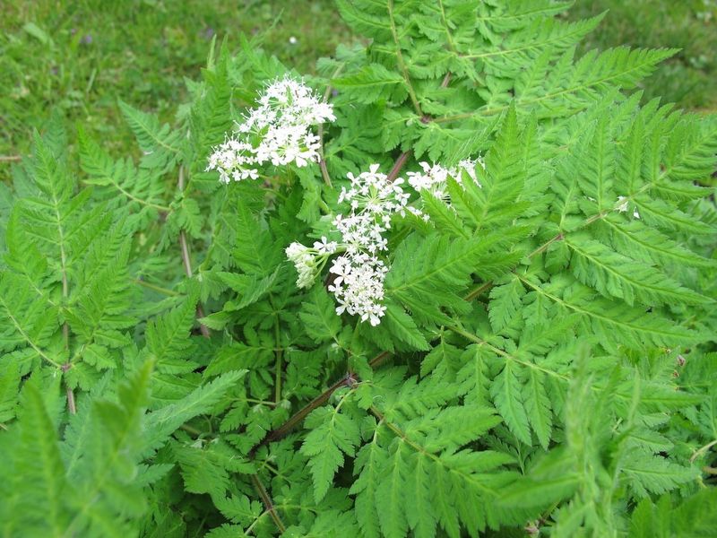 Sweet Cicely Hiding Behind Ferny-Looking Leaves Sweet Cicely Hiding Behind Ferny-Looking Leaves