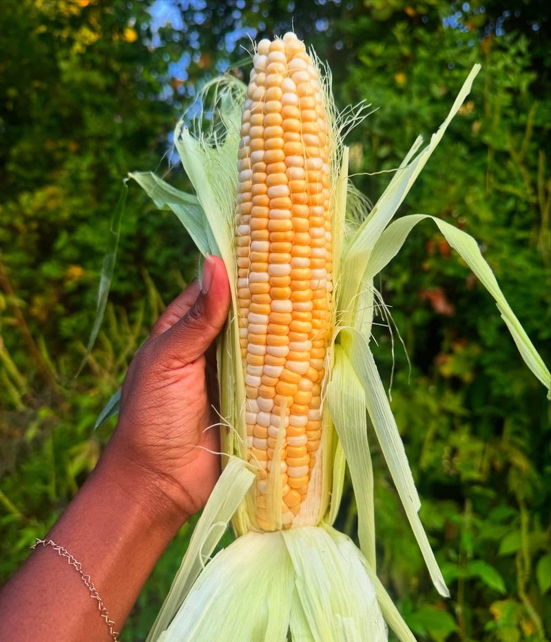 Sweet Corn Sweet Corn