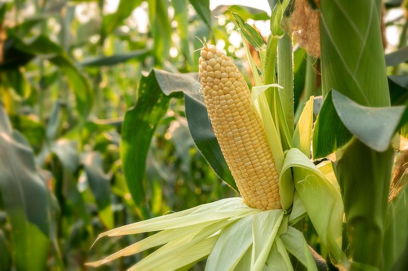 Sweet Corn