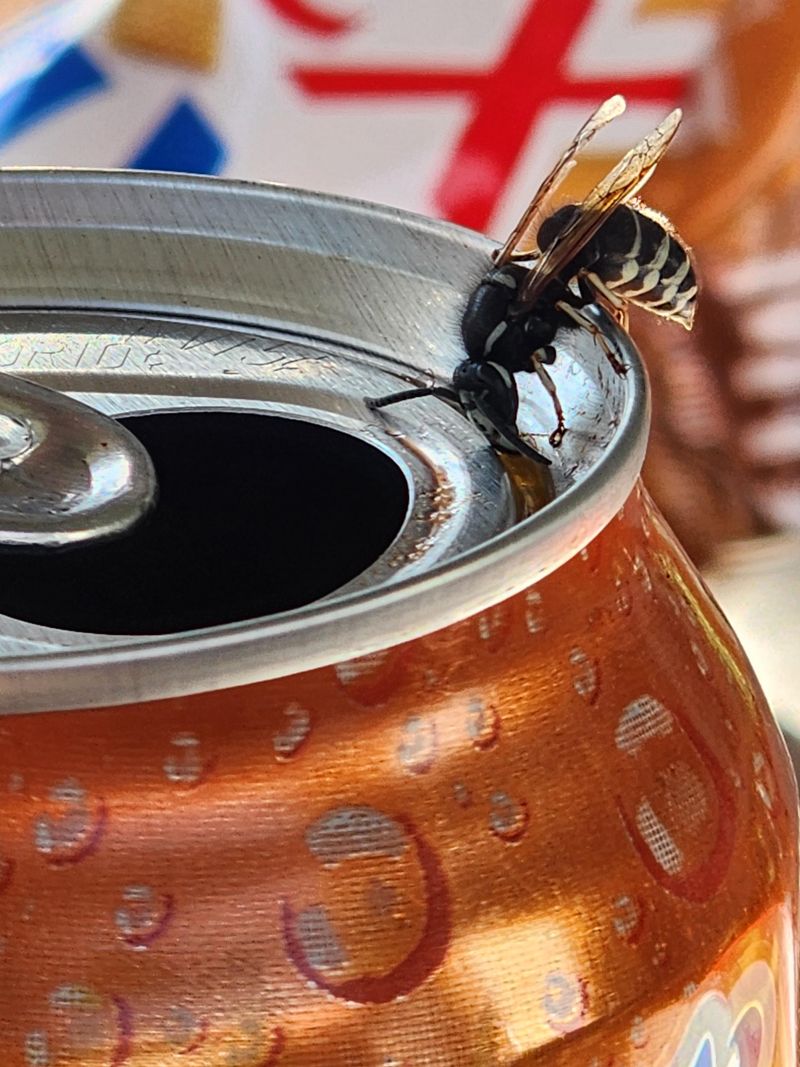 Sweet Foods And Drinks Bring Yellowjackets Closer To People