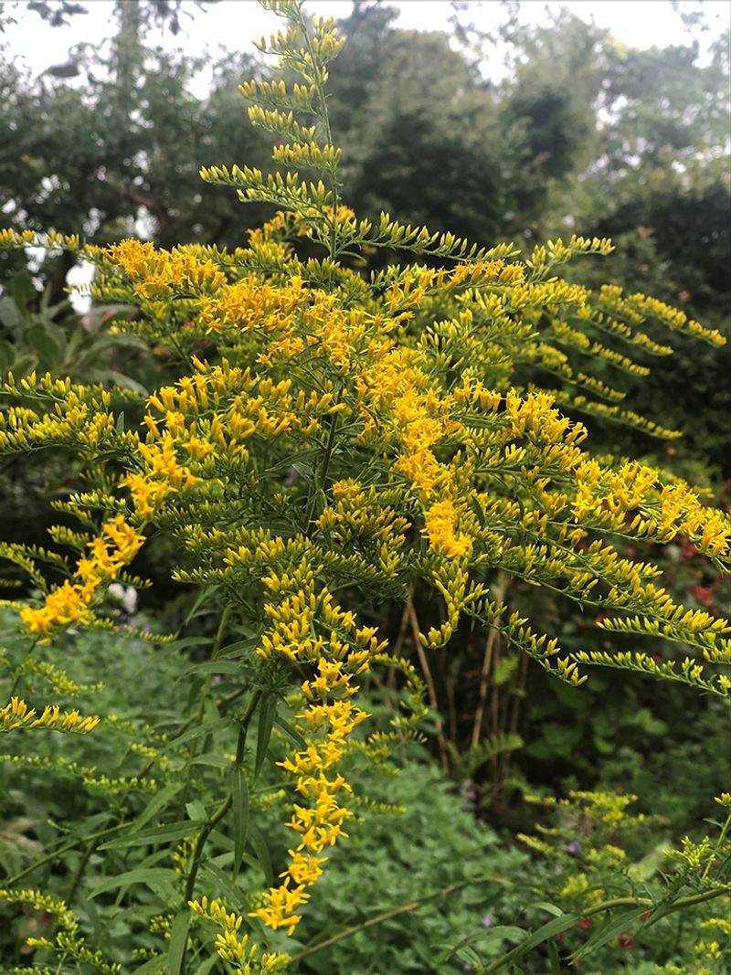 Sweet Goldenrod Sows Its Own Fall Color