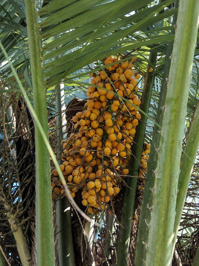 Sweet Palm Fruit Keeping Rats Well Fed Sweet Palm Fruit Keeping Rats Well Fed