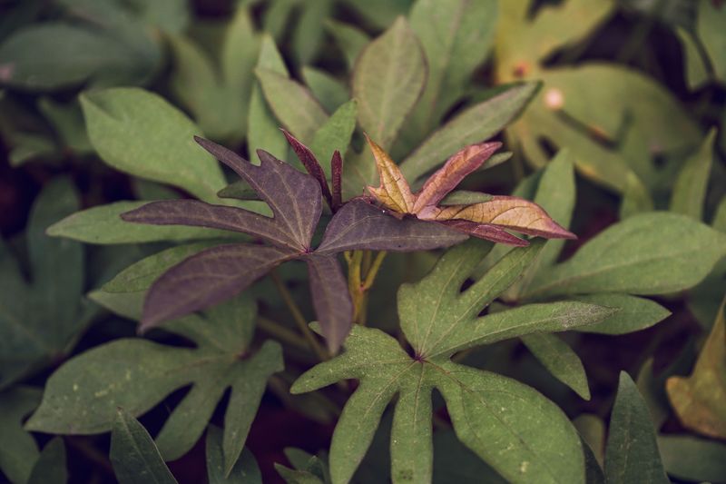 Sweet Potato Vine Sweet Potato Vine