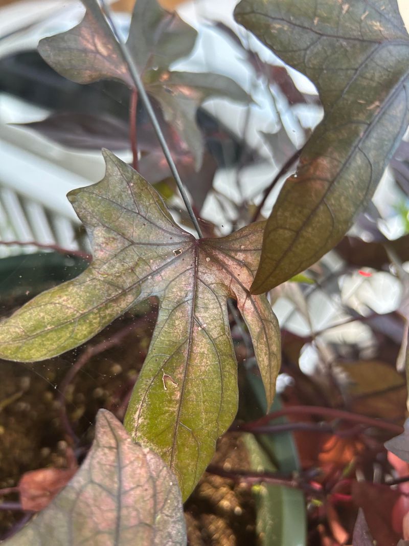 Sweet Potatoes Provide Another Host