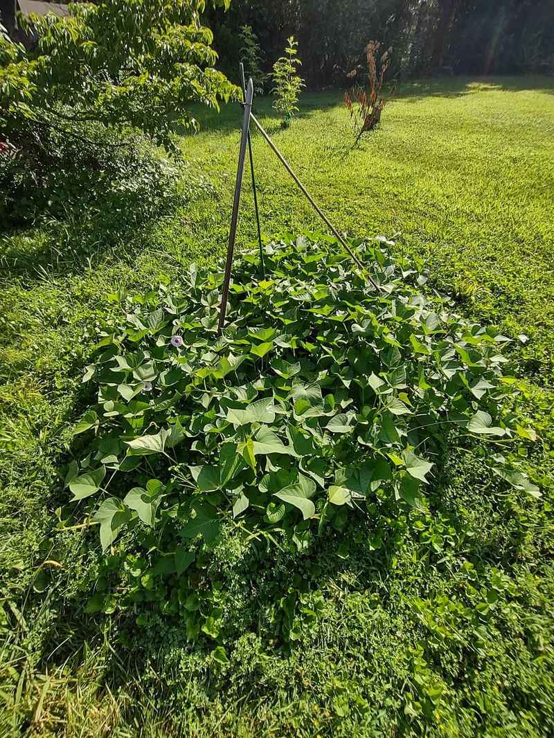 Sweet Potatoes Require Protection Before Harvest Sweet Potatoes Require Protection Before Harvest