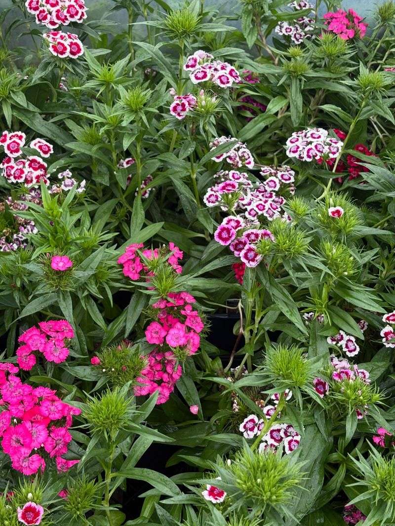 Sweet William Sweet William