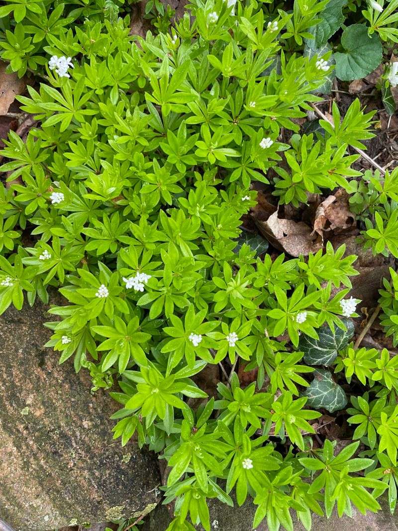 Sweet Woodruff Making Darker Corners Look Fuller